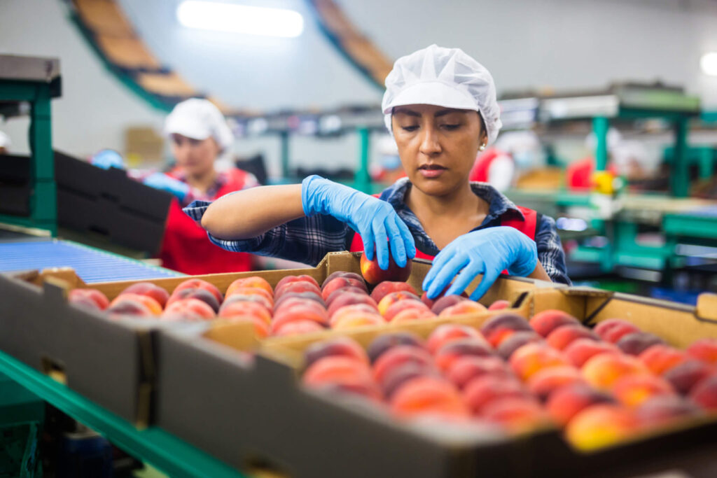 Woman working in factory wearing gloves and inspecting peaches